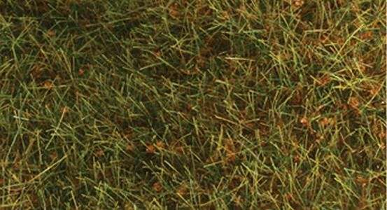 Ground Cover-1574