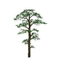 Evergreen-94437