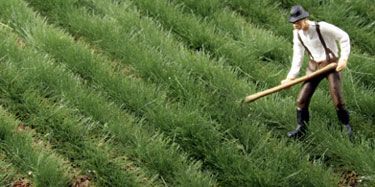 Summer Alfalfa/Winter Wheat Crops Silflorettes - MN76522S