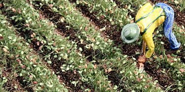 Late Summer Soy Beans & Potato Row Silflorettes - MN76623S