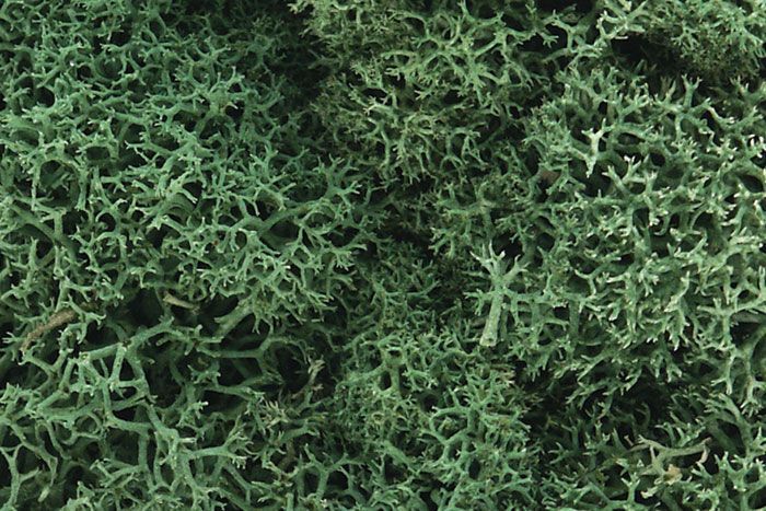 Lichen-light Green - L162