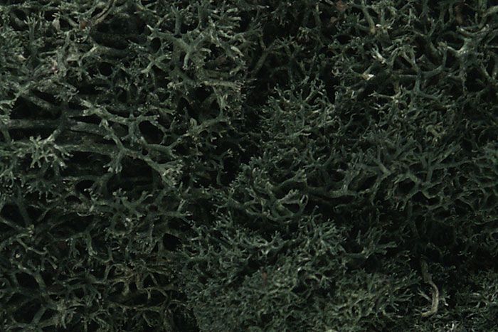 Lichen-dark Green - L164