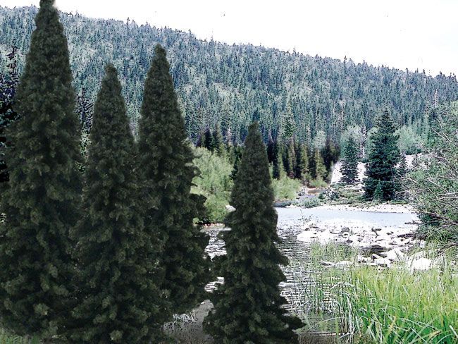 13 Fir Trees 4-6 Inch Tall Evergreen Blend - TR1586