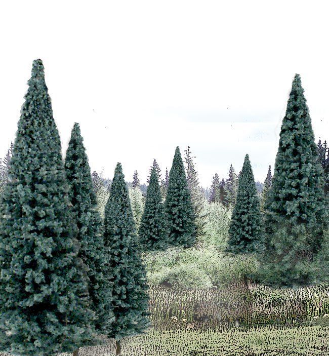 13 Spruce Trees 4-6 Inch Tall - TR1588