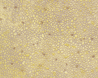 Patterned Sheets Beige Random Polished Stone - .020 x 7 x 12" pkg(2) - 91584 : N