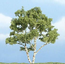 Deciduous-1226