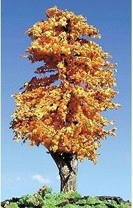 Deciduous-212