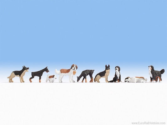 Animal-36717 : N