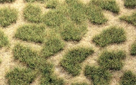 Ground Cover-1842