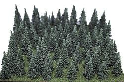 Evergreen-309