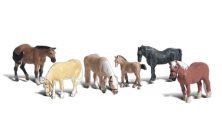 Animal-A2141 : N
