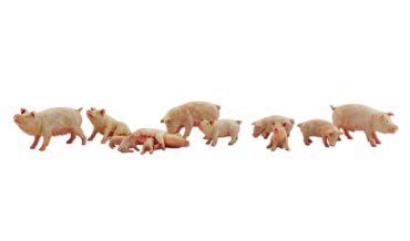 Yorkshire Pigs Pkg(12)-A2218 : N