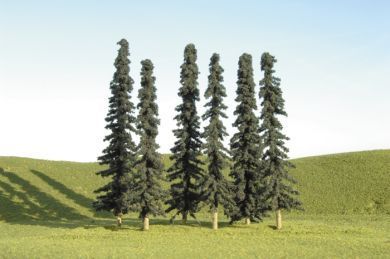 Evergreen-32103