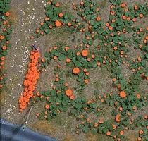Plants-1201 : HO