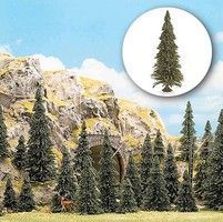 Evergreen-6477