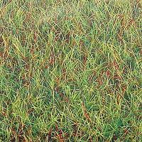 Grass Mat-7221
