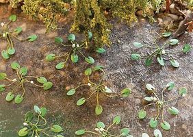 Plants-181260