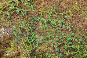 Plants-181266 : HO