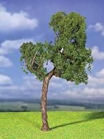 Evergreen-181310