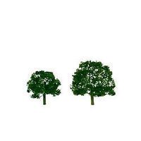 Deciduous-92054