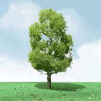 Deciduous-92209