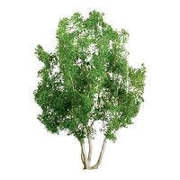Deciduous-94257