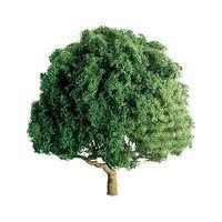 Deciduous-94261