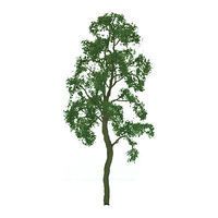 Deciduous-94415