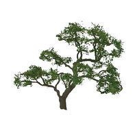 Deciduous-94430