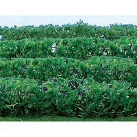 Plants-95515 : HO