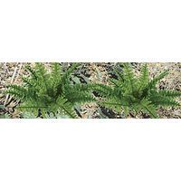 Plants-95533 : HO