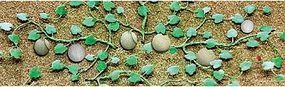 Plants-95573 : HO