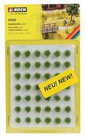 Ground Cover-7032