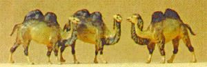Animal-7971 : N