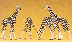 Animal-79715 : N
