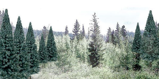 17 Blue Spruce Trees 2-4 Inch Tall - TR1587
